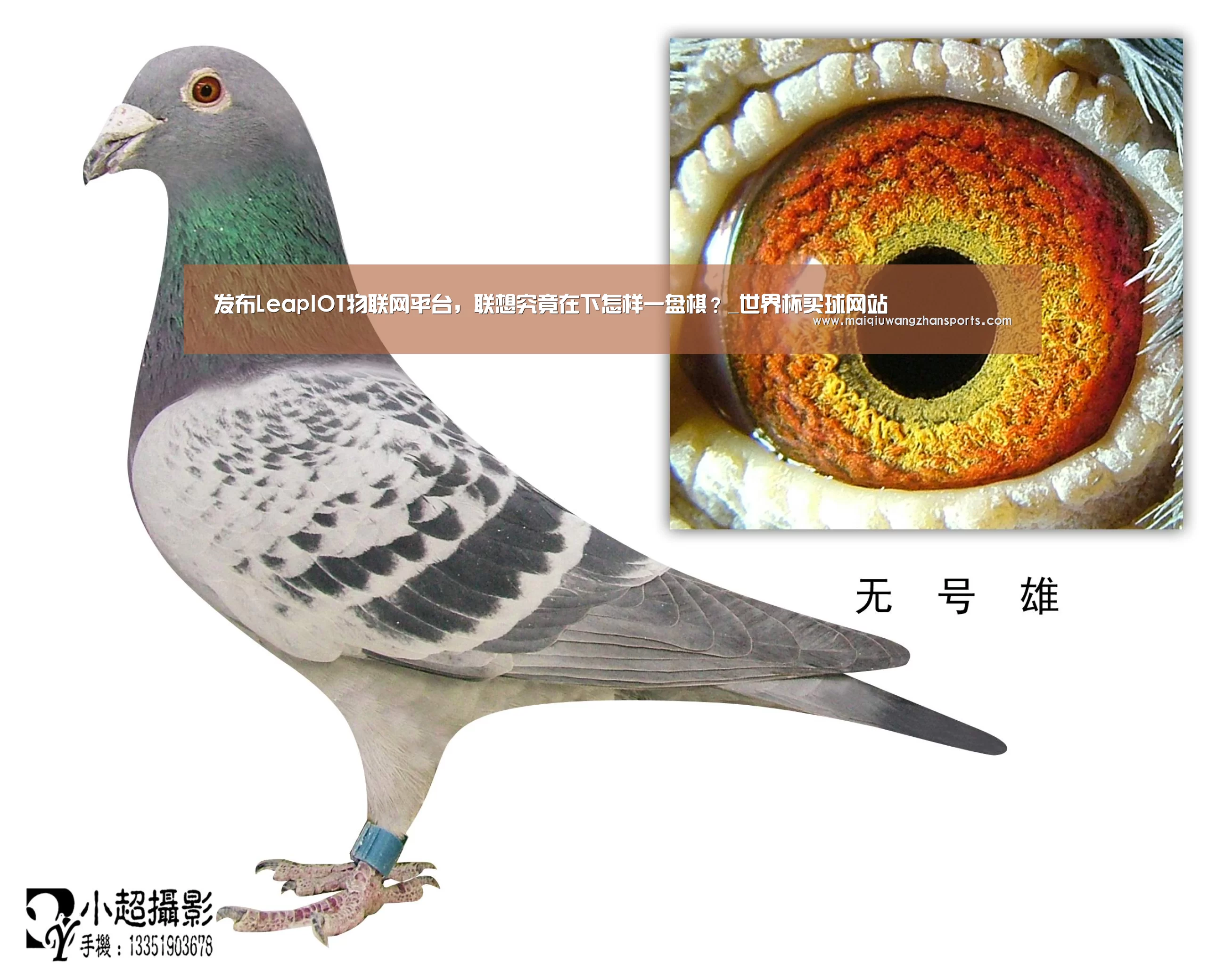 世界杯买球网站官网