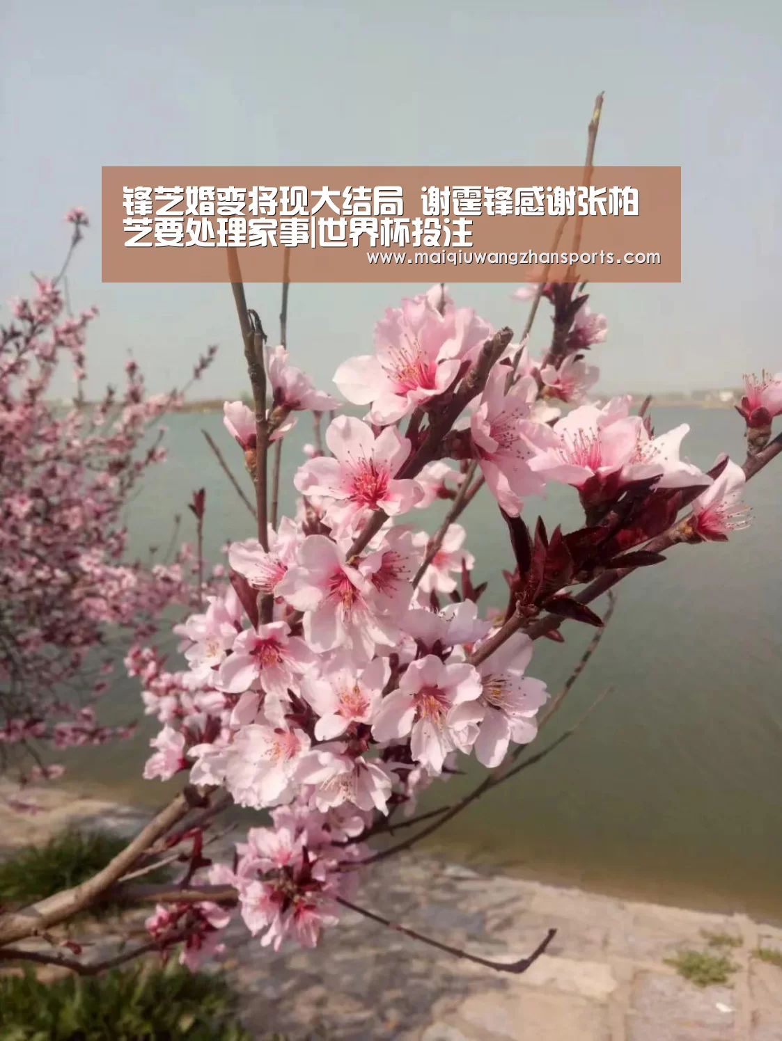 锋芝婚变将现大结局 谢霆锋感谢张柏芝要处理家事|世界杯投注